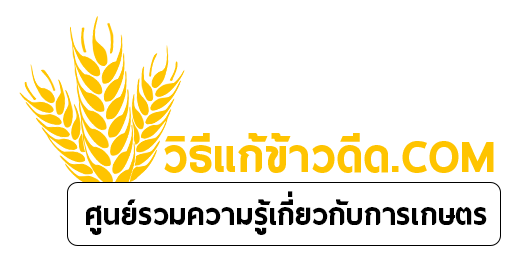 วิธีแก้ข้าวดีด | โค้ชน้ำ วรินทร์ทิพย์ ชาญสาธิกรณ์